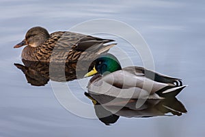 Natural portrait of a male and a female mallard anas platyrhynchos reflect on the water in the natural park of Albufera,