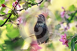 Natural portrait of a songbird black starling sits on the branches of an apple tree with pink flowers in spring may the garden and