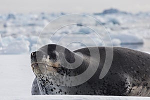 Natural predator of Antarctica is leopard seal. Relax animal lying on the ice.