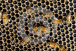 Natural pure honey