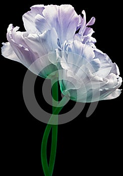 Natural   purple  and blue  tulips. Beautiful spring flowers on the black  background. Close-up. Nature