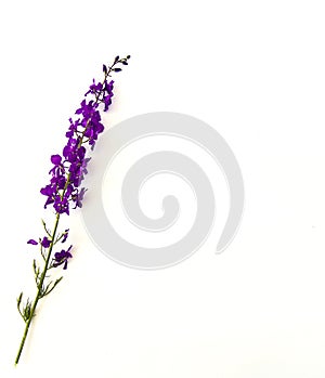 Natural purple flowers on white ground romantic emotional flowers