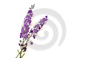 Natural purple flowers on white ground romantic emotional flowers