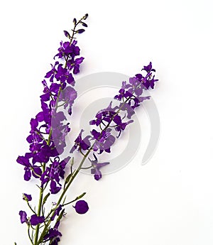 Natural purple flowers on white ground romantic emotional flowers