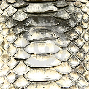 Natural python skin texture