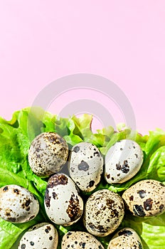 Natural quail eggs on green lettuce salad leaf on pink background. Flatlay, top view, minimal copy space vertical