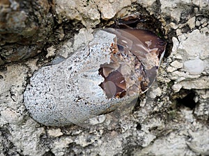 Natural quartz in the rock