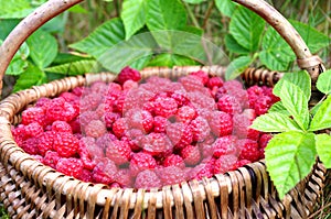 Natural raspberries