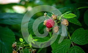Natural raspberry on a bush branch, ripe raspberries in the garden. Red berry.