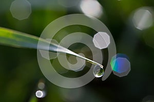 Grass culm with twinkling water dew drop, sunshine, lens flares photo