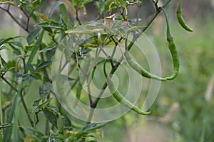 Natural Raw chilli in india