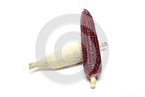 Natural Raw Ruby Corns on isolated White.