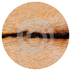 Natural real beige and brown goatskin texture