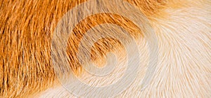 Natural real beige and brown goatskin texture