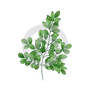 Natural realistic drawing of Miracle Tree or Moringa oleifera. Herb or herbaceous plant used in traditional medicine