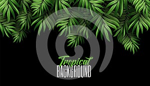 Natural Realistic Green Palm Leaf Tropical jungle on a dark background. Luxury banner background and place for text