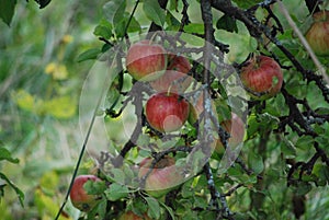 Apple tree, agriculture, leaf photo