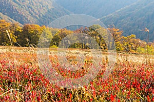 Natural red background. Red grass. Natural colors.