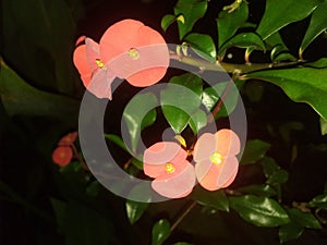 Natural red color Euphorbia in dark