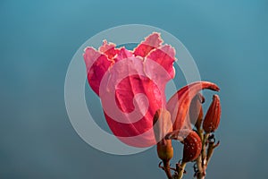 Natural red fire bell exotic flower on blue flower background