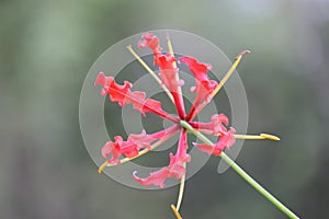 Natural red flower on out door.