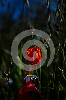 Natural flower of papavero in the field photo