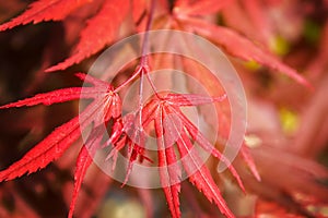 Natural red maple leaf background