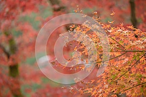Natural red maple leaf orange background