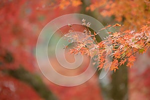 Natural red maple leaf orange background