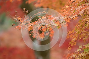 Natural red maple leaf orange background