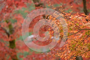 Natural red maple leaf orange background