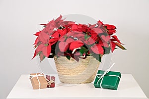 Christmas flower poinsettia in a wicker basket with gifts photo