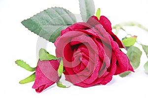 Natural red rose flower with green leaves on a white background