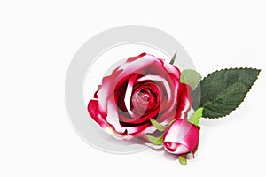 Natural red rose flower with green leaves on a white background