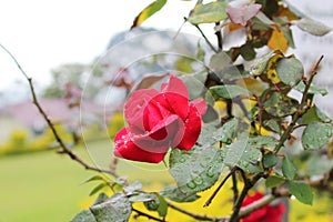 Natural Red Rose in the tree
