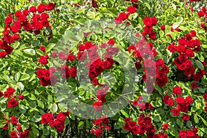 Natural red rosebush background.