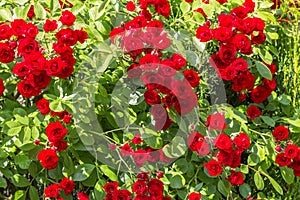 Natural red rosebush background.