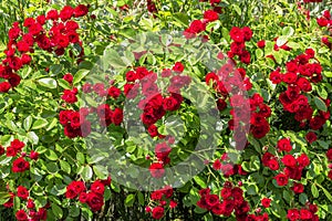 Natural red rosebush background. photo