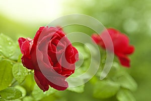 Natural red roses