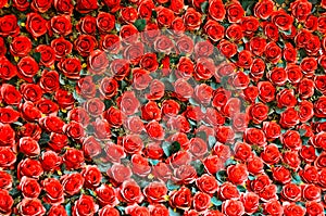 Natural red roses background