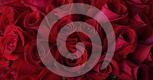 Natural red roses background