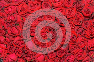 Natural red roses background