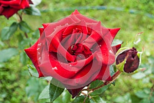 Natural red roses background /