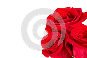 Natural red roses bouquet in angle. Isolated.