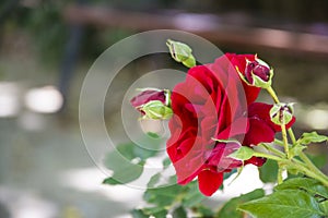 Natural red roses in an ornamental garden