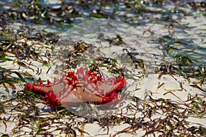Natural red sea star on the beach photo