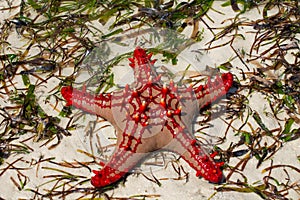 Natural red sea star photo