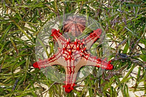 Natural red seastar on the beach photo