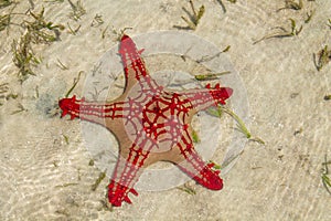 Natural red seastar laying on sand