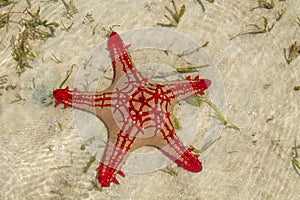 Natural red seastar laying on sand photo